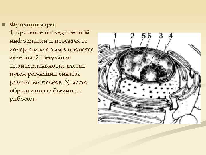 Сохраняет наследственный материал для передачи дочерним клеткам. Регуляция процессов клетки ядро. Хранение и передача наследственной информации ядро. Передает информацию дочерним клеткам. Структура, обеспечивающая хранение наследственного материала клетки.