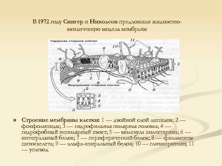 В 1972 году Сингер и Николсон предложили жидкостномозаическую модель мембраны n Строение мембраны клетки: