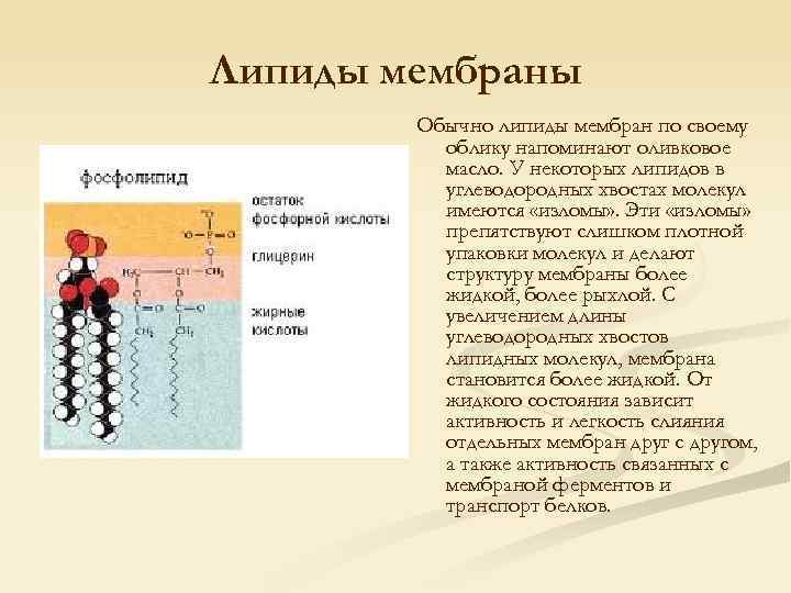 Липиды мембраны Обычно липиды мембран по своему облику напоминают оливковое масло. У некоторых липидов