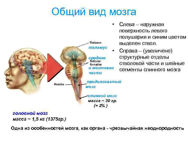 Общий вид мозга • Слева – наружная поверхность левого полушария и синим цветом выделен