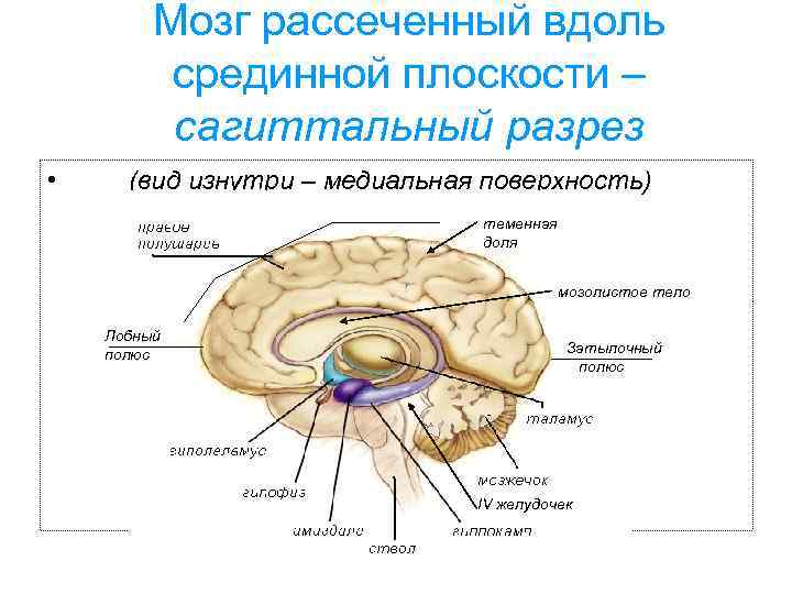 Мозг рассеченный вдоль срединной плоскости – сагиттальный разрез • (вид изнутри – медиальная поверхность)