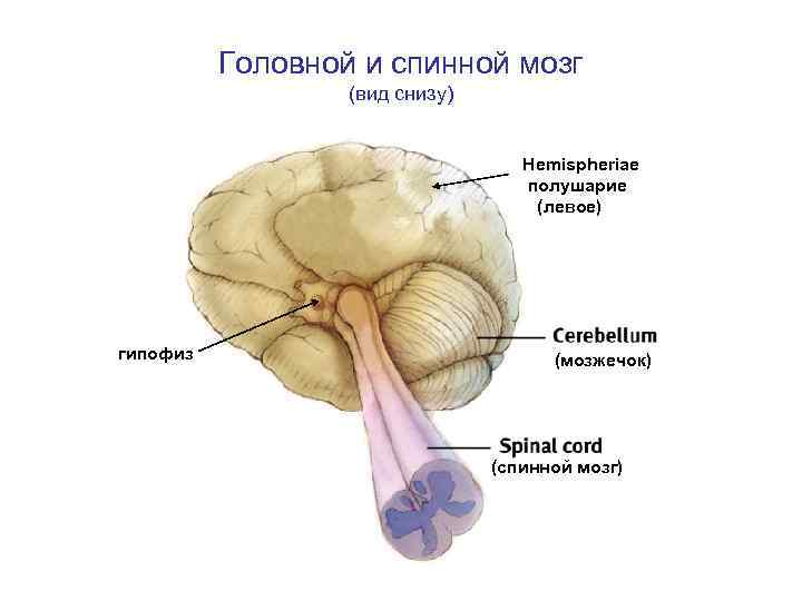 Головной и спинной мозг (вид снизу) Hemispheriae полушарие (левое) гипофиз (мозжечок) (спинной мозг) 