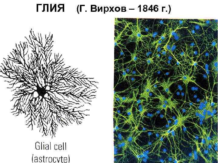 ГЛИЯ (Г. Вирхов – 1846 г. ) 