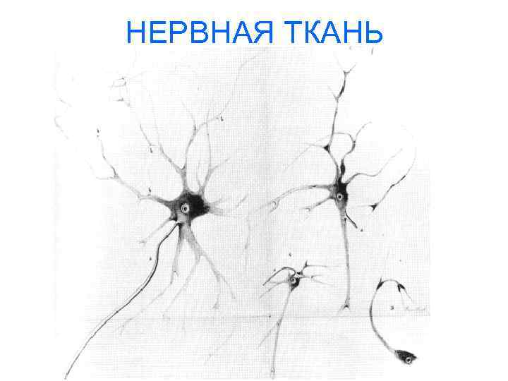 НЕРВНАЯ ТКАНЬ 