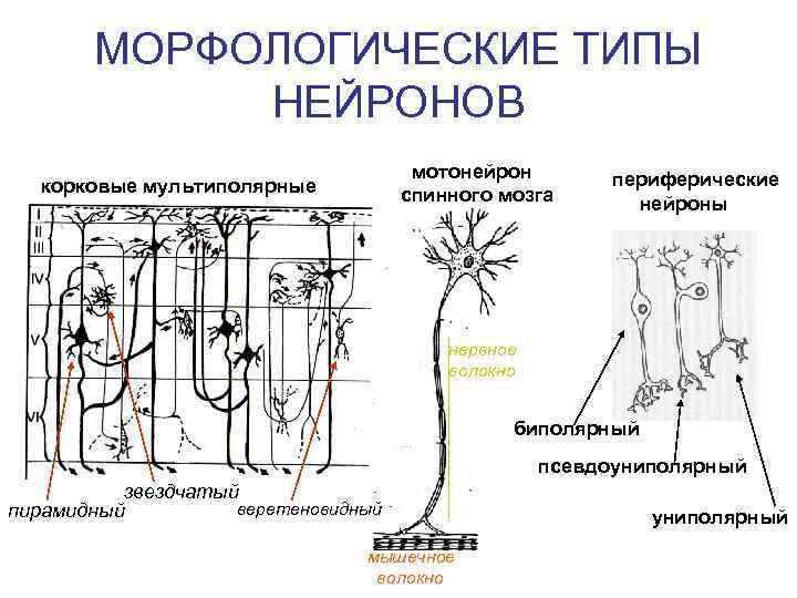 МОРФОЛОГИЧЕСКИЕ ТИПЫ НЕЙРОНОВ мотонейрон спинного мозга корковые мультиполярные периферические нейроны нервное волокно биполярный псевдоуниполярный