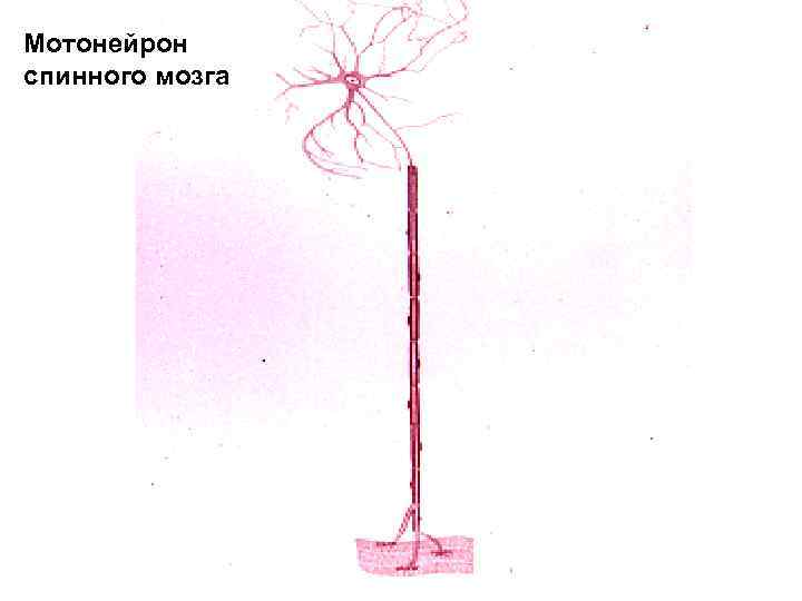 Мотонейрон спинного мозга 