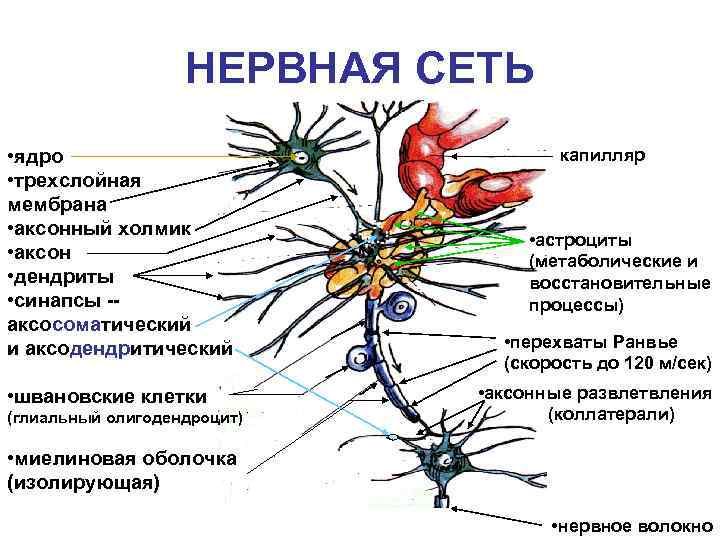 НЕРВНАЯ СЕТЬ • ядро • трехслойная мембрана • аксонный холмик • аксон • дендриты