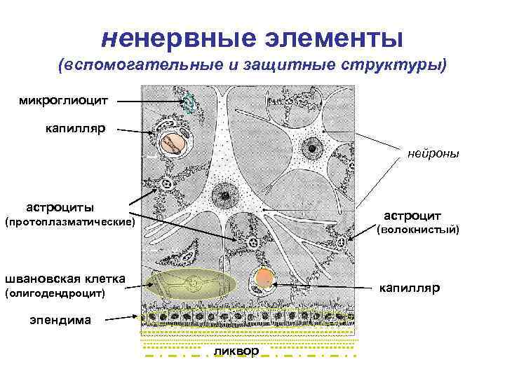 ненервные элементы (вспомогательные и защитные структуры) микроглиоцит капилляр нейроны астроцит (протоплазматические) (волокнистый) швановская клетка
