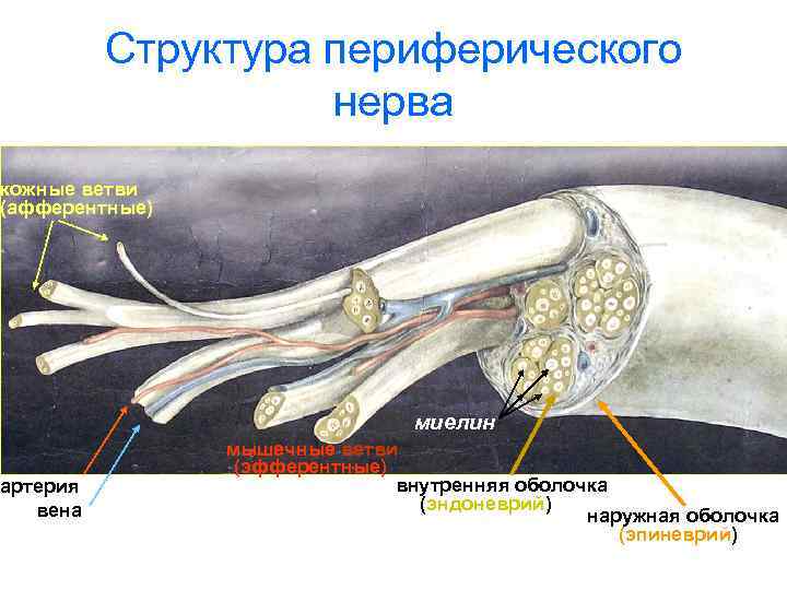 Структура периферического нерва кожные ветви (афферентные) артерия вена миелин мышечные ветви (эфферентные) внутренняя оболочка