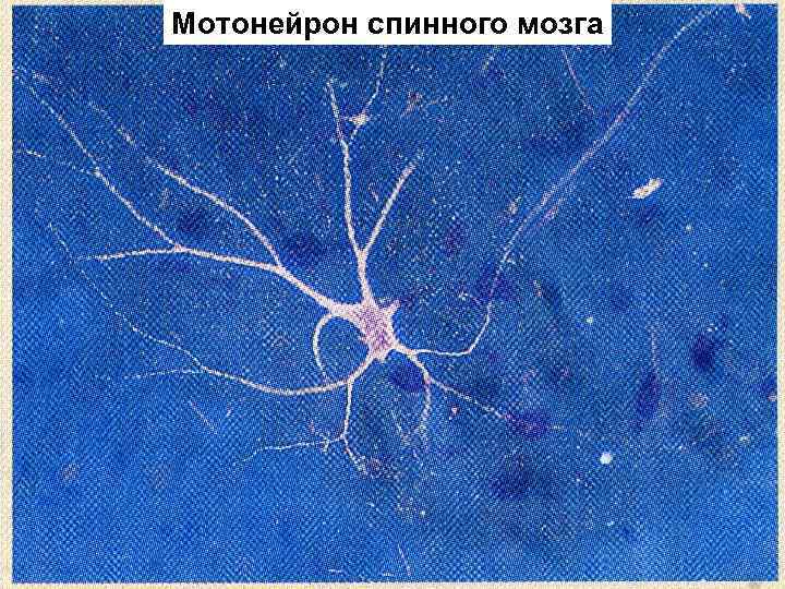 Мотонейрон спинного мозга 