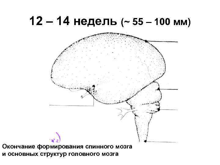12 – 14 недель (~ 55 – 100 мм) Окончание формирования спинного мозга и