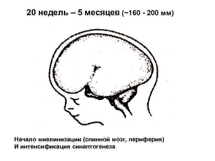 20 недель – 5 месяцев (~160 - 200 мм) Начало миелинизации (спинной мозг, периферия)