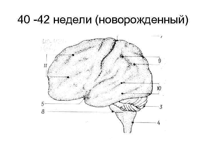 40 -42 недели (новорожденный) 