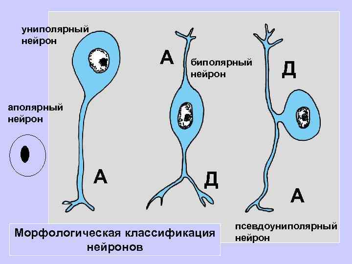 Псевдоуниполярный нейрон рисунок