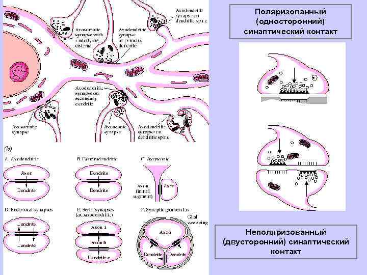Поляризованный (односторонний) синаптический контакт Неполяризованный (двусторонний) синаптический контакт 