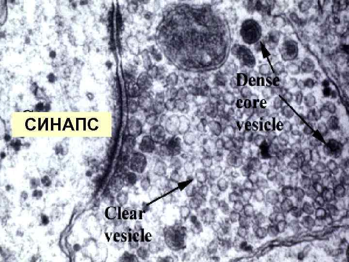 СИНАПС 