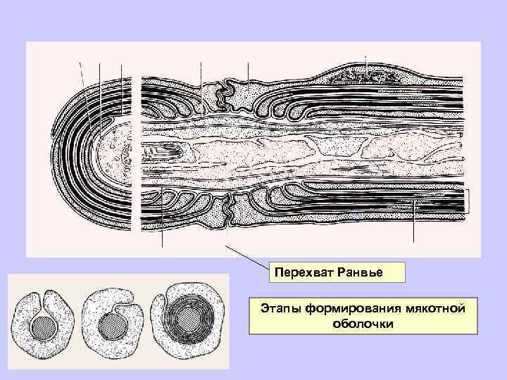Перехват Ранвье Этапы формирования мякотной оболочки 