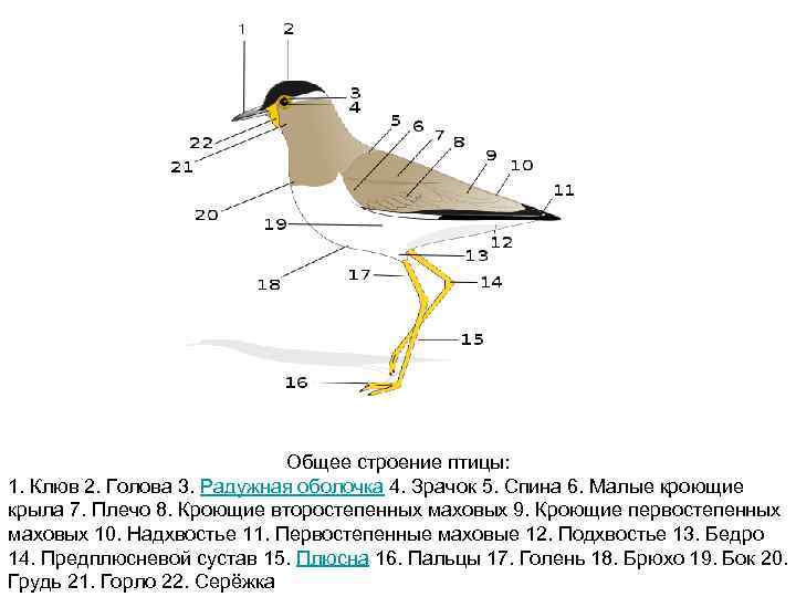 Общее строение птицы: 1. Клюв 2. Голова 3. Радужная оболочка 4. Зрачок 5. Спина