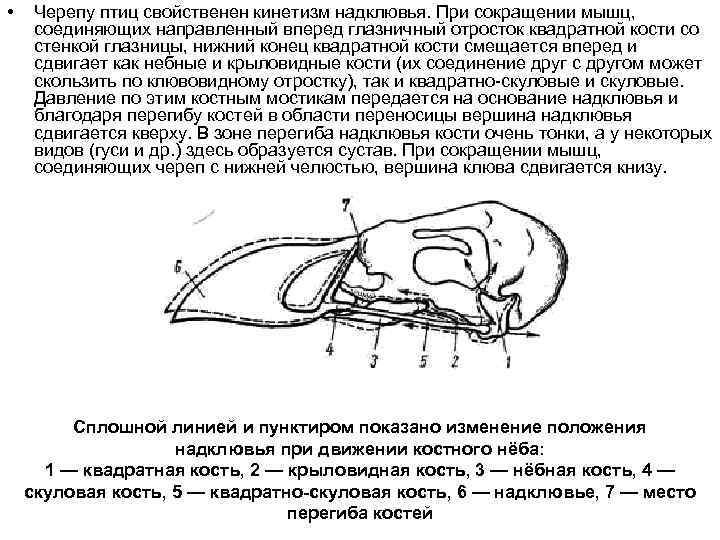  • Черепу птиц свойственен кинетизм надклювья. При сокращении мышц, соединяющих направленный вперед глазничный