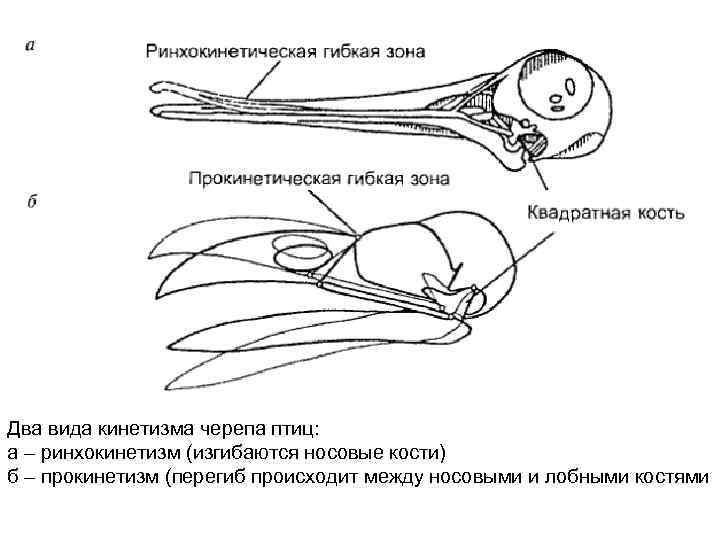 Два вида кинетизма черепа птиц: а – ринхокинетизм (изгибаются носовые кости) б – прокинетизм