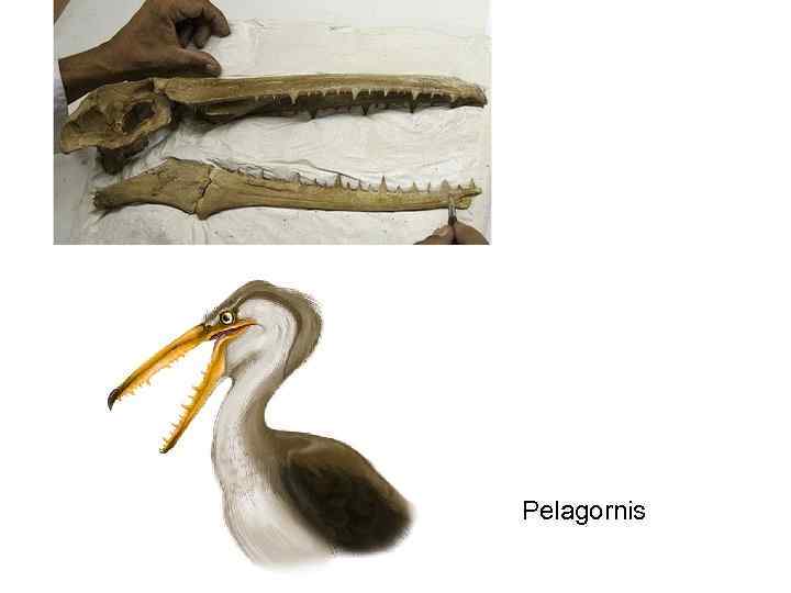 Pelagornis 