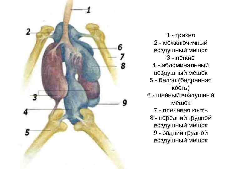 1 - трахея 2 - межключичный воздушный мешок 3 - легкие 4 - абдоминальный