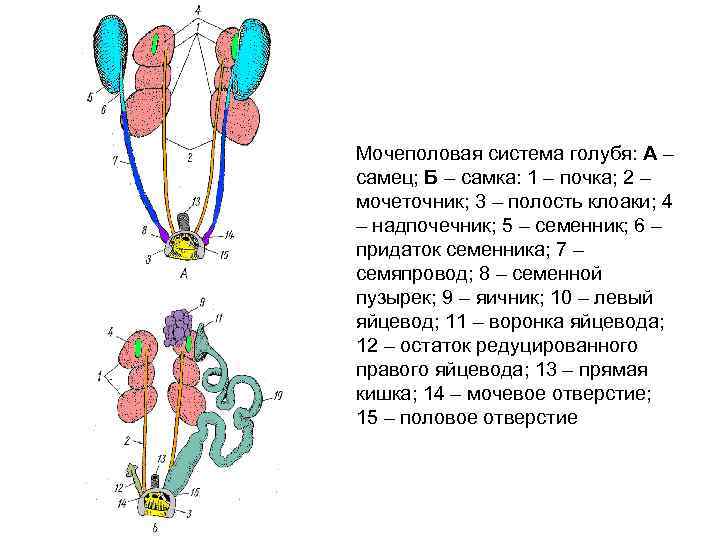 Схема мочеполового аппарата мужчины