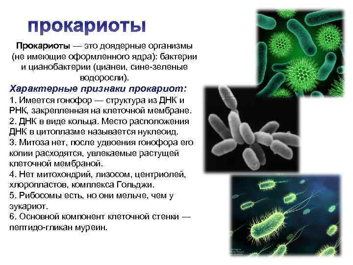 Бактерии прокариоты признаки. Доядерные организмы прокариоты. Клеточные организмы доядерные и ядерные. Биологии ядерные и доядерные организмы. Прокариоты это кратко 9 класс.