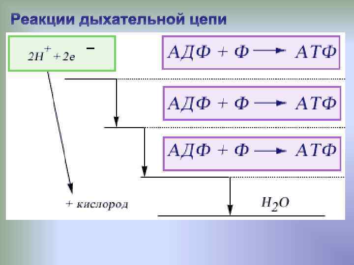 Химические реакции дыхания. Реакции дыхательной цепи. Схема реакции дыхания. Характеристика респираторных реакций. Прпр реакция дыхания.