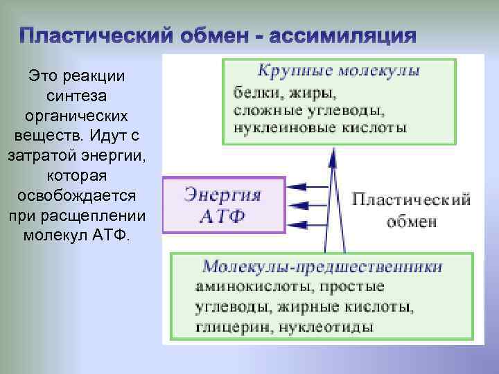 Пластический обмен примеры