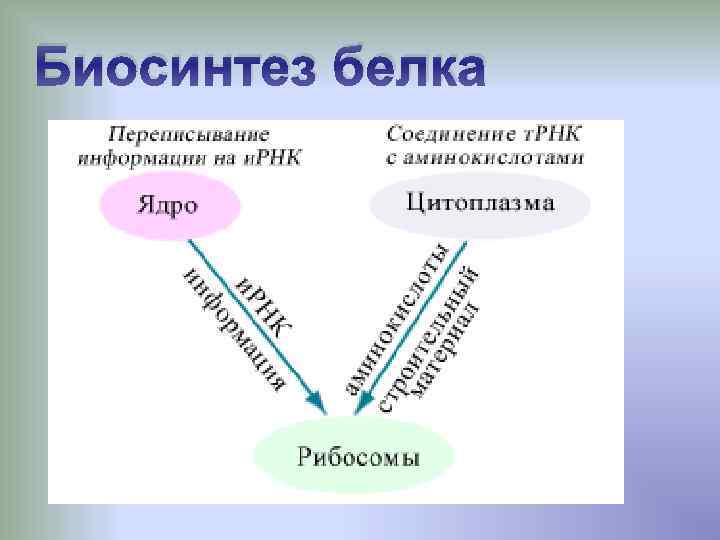 Биосинтез белка 