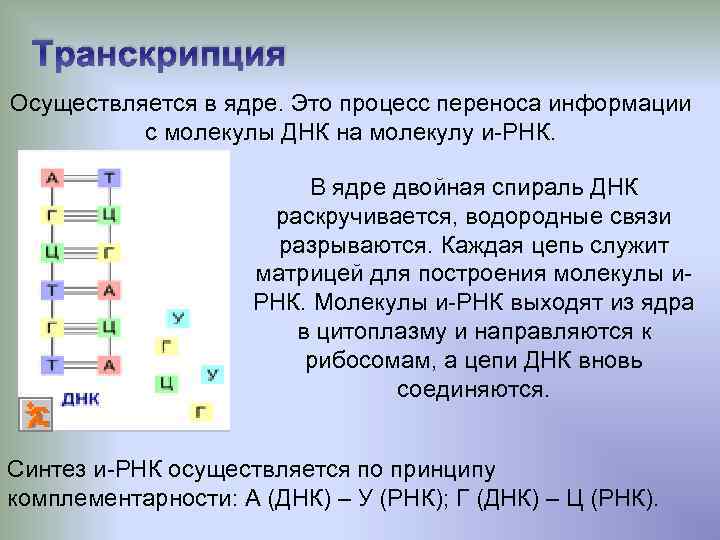 Процесс транскрипции осуществляется в ядре