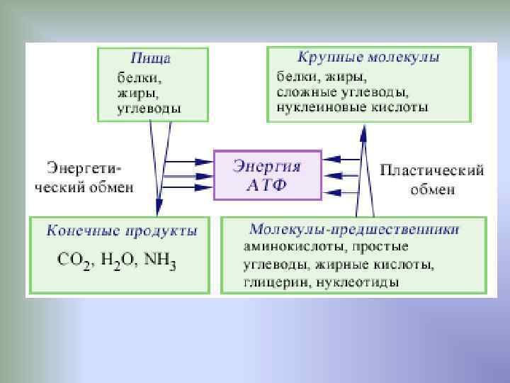 Пластический обмен атф. Обмен веществ энергетический и пластический схема. Взаимосвязь пластического и энергетического обмена схема. Схема обмена веществ в клетке энергетический и пластический. Метаболизм схема пластический обмен энергетический обмен.