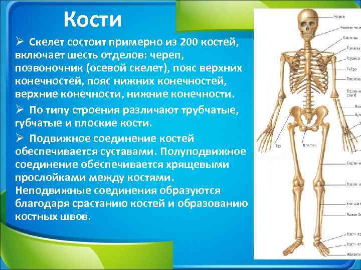 Сколько костей имеет. Опорно двигательная система осевой скелет. Опорно двигательная система скелет верхней конечности. Скелет состоит из отделов. Из каких костей состоит скелет.