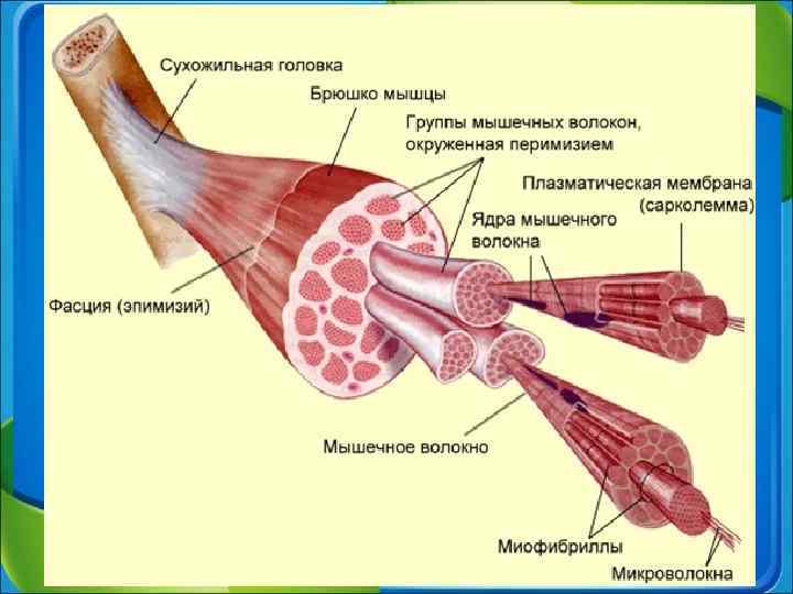 Мышцы Каждая мышца состоит из параллельных пучков поперечно-полосатых мышечных волокон. Каждый пучок одет оболочкой.
