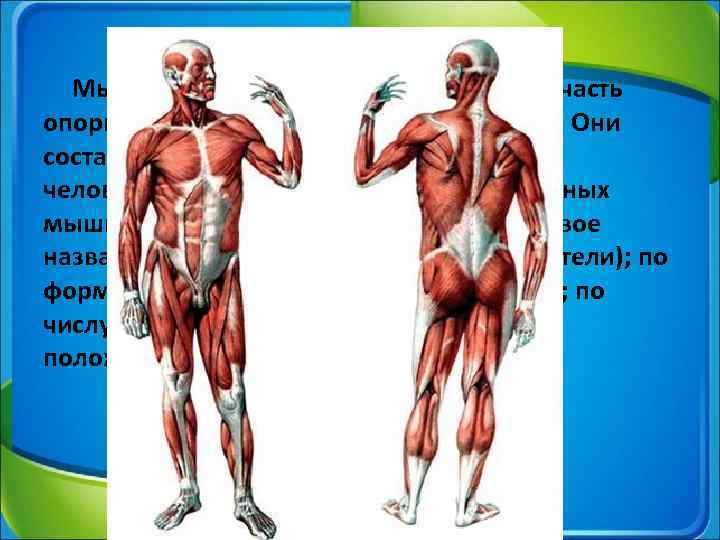 Мышцы человеческого тела биология 8 класс