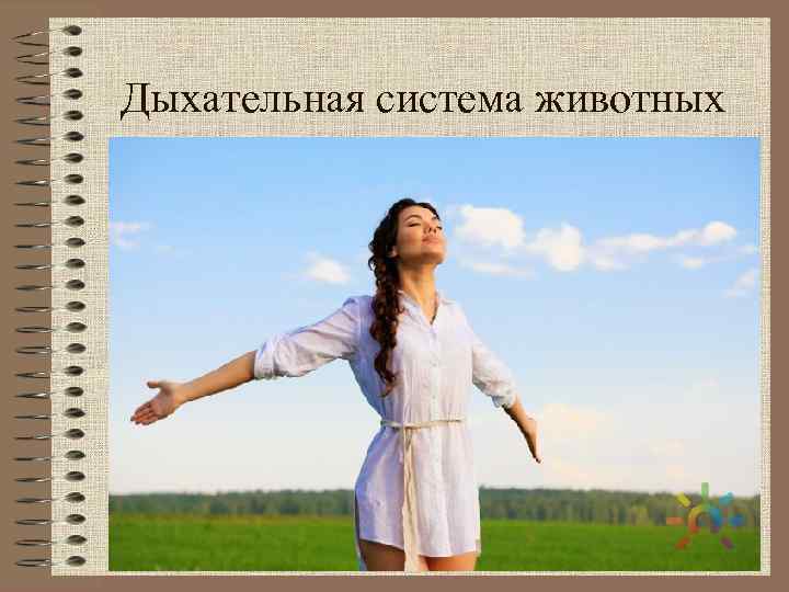 Дыхательная система животных 
