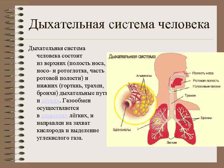 Строение носоглотки и ротоглотки человека фото и описание