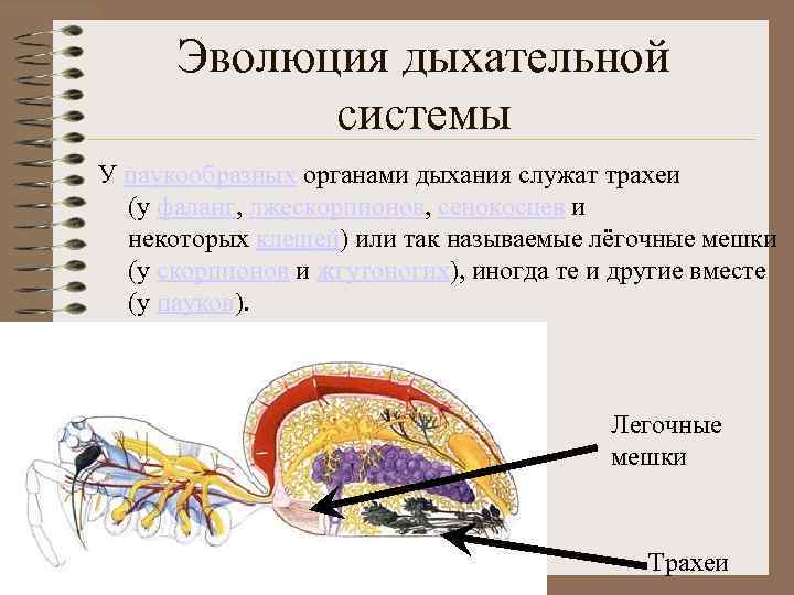 Выделительная система паукообразных 7 класс