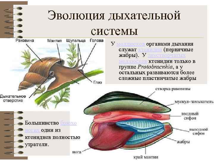 Классы животных дыхательной системы