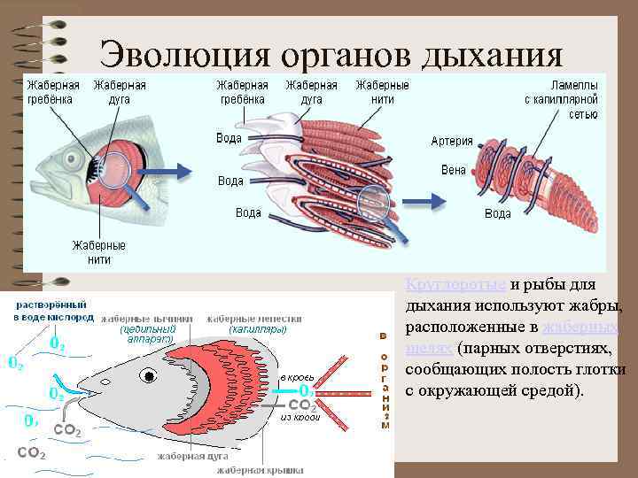 Классы животных дыхательной системы