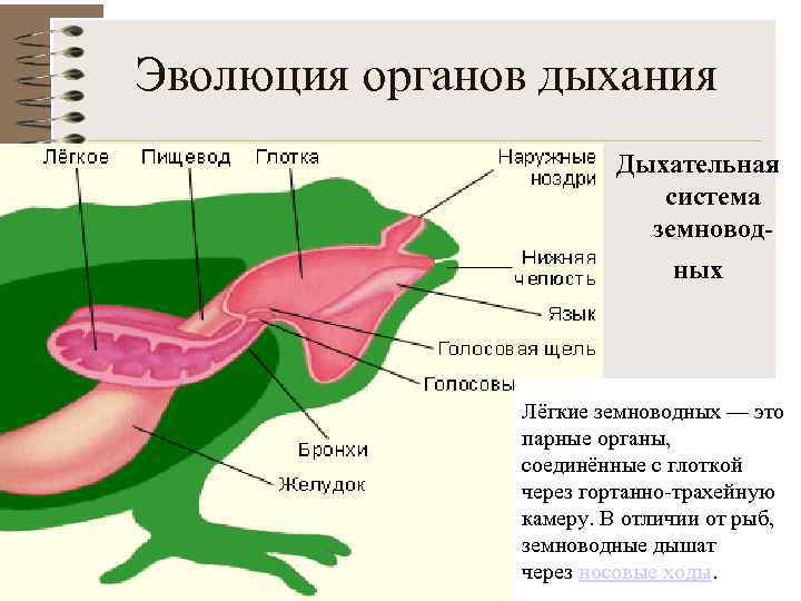 Дыхание земноводных. Эволюция дыхательной системы земноводных. Дыхательная система амфибий. Органами дыхания земноводных служат:. Эволюция органов животных.