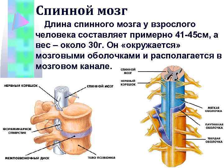 Строение спинного нерва. Нервная система человека спинной мозг. Нервные окончания спинного мозга. Спинномозговые нервы. Чувствительный корешок спинномозгового нерва.