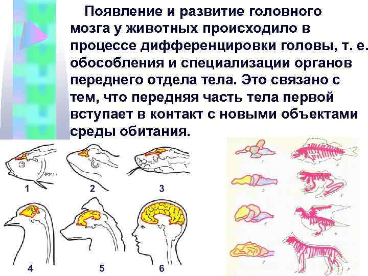 Эволюция мозга у позвоночных животных. Эволюция нервной системы позвоночных животных. Нервная система головной мозг Эволюция у позвоночных.