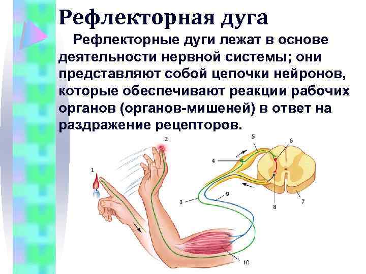 Рефлекторная дуга презентация