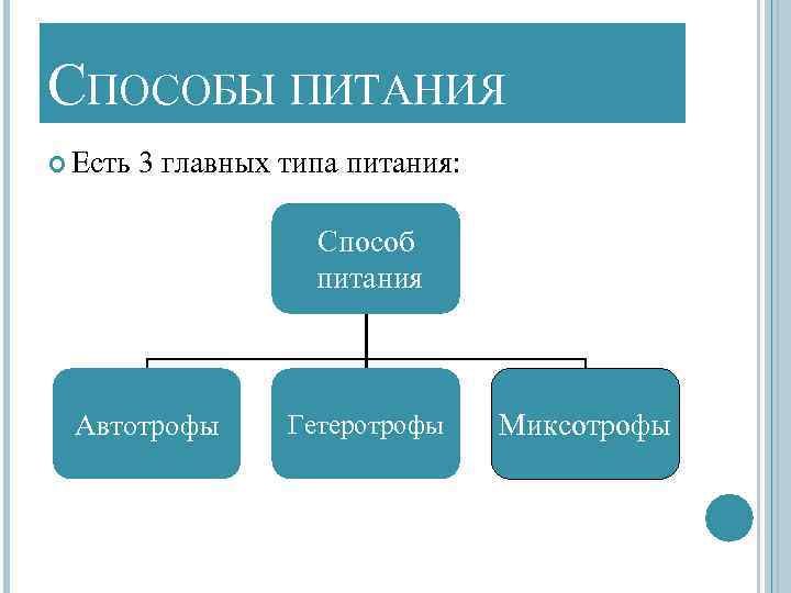 Какой способ питания. Способы питания. Типы и способы питания. Способы питания в биологии.