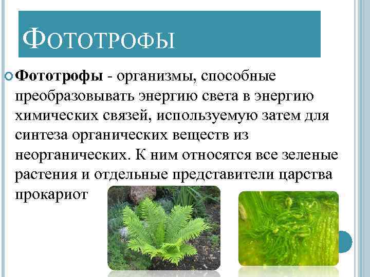 Фотоавтотрофы это