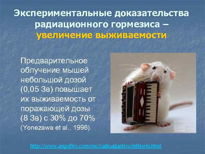 Экспериментальные доказательства радиационного гормезиса – увеличение выживаемости Предварительное облучение мышей небольшой дозой (0, 05