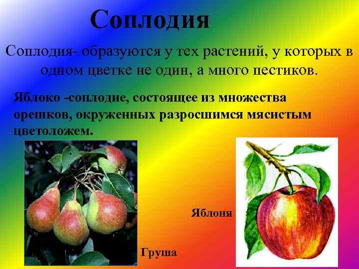 Околоплодник это разросшиеся. Соплодия у растений. Околоплодник яблока. Соплодие образовалось. Яблоко соплодие.