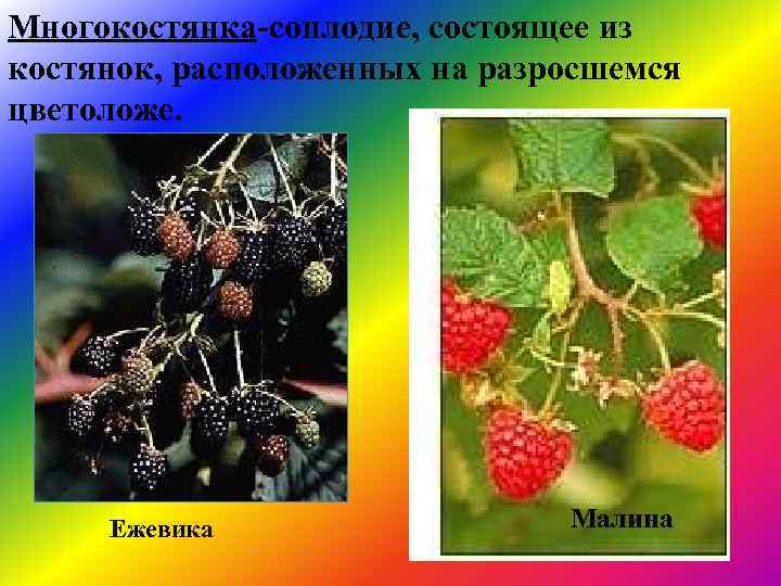 Многокостянка-соплодие, состоящее из костянок, расположенных на разросшемся цветоложе. Ежевика Малина 